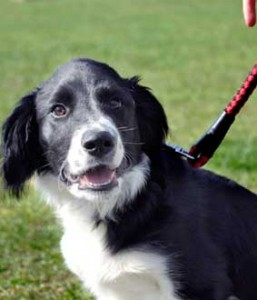 Border Collie Trekt Aan De Riem