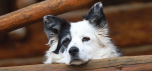 Border Collie verlatingsangst