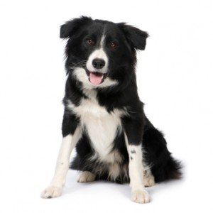 border collie opvoedingstips