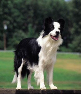 border collie luistert niet