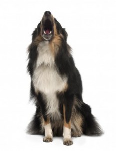 border collie blaft om aandacht