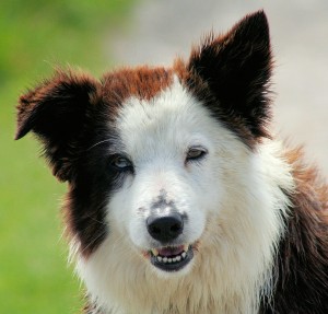 border collie kalmeren